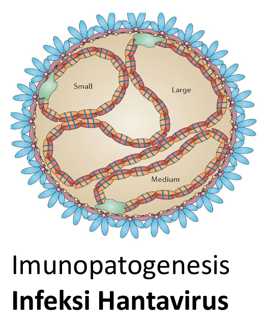 Imunopatogenesis Infeksi Hantavirus